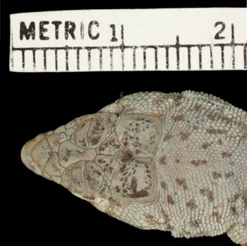 Media type: image;   Herpetology R-22188 Aspect: head dorsal